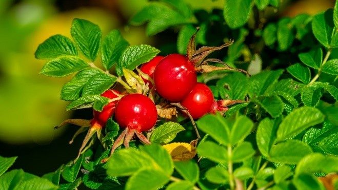 Спелые красные плоды шиповника на зелёной ветке